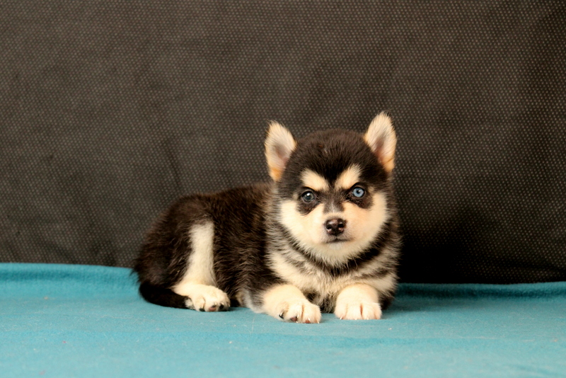 puppy, for, sale, Pomsky, Matthew B. Stoltzfus, dog, breeder, Gap, PA, dog-breeder, puppy-for-sale, forsale, nearby, find, puppyfind, locator, puppylocator, aca